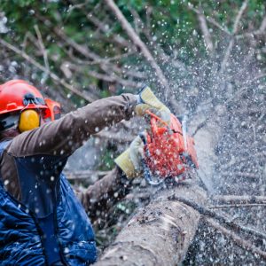 Chainsaw Certification