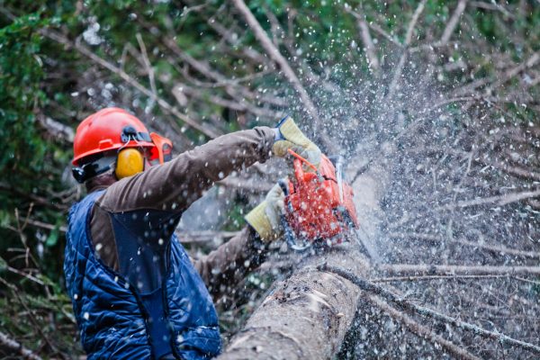 Chainsaw Certification